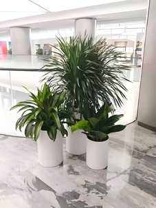 宁波北仑绿化修剪设计